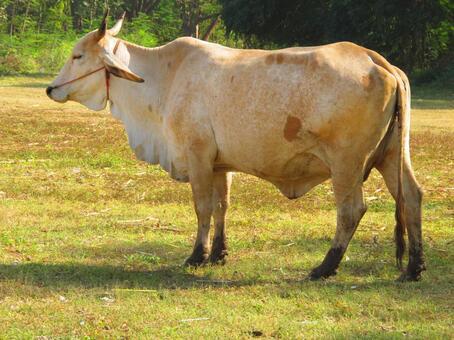 ヒンドゥー教で神聖視されている牛